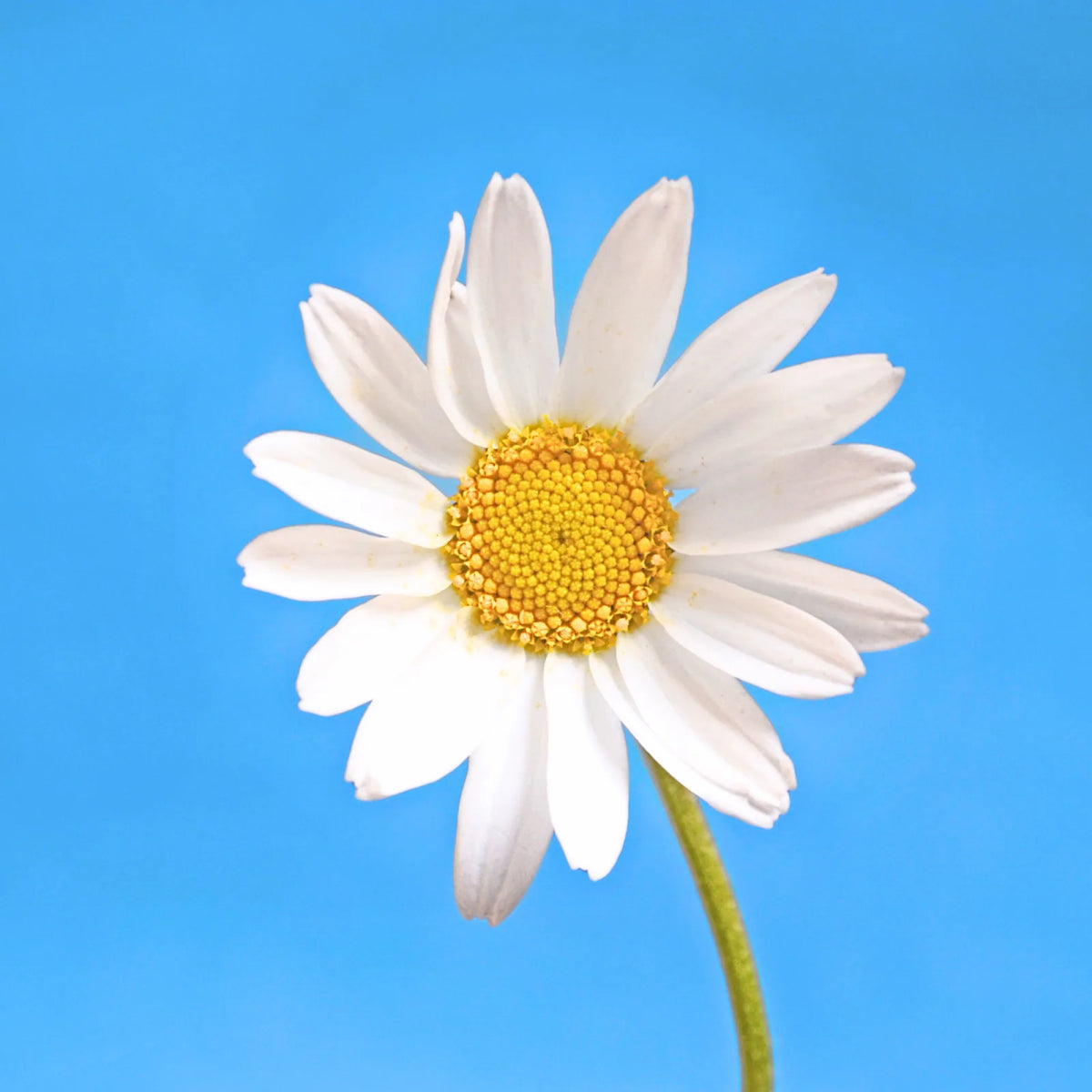 Daisy