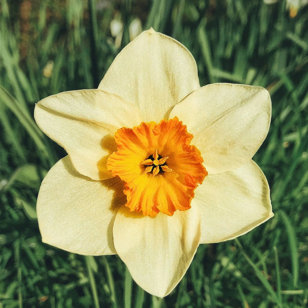 Narcissus