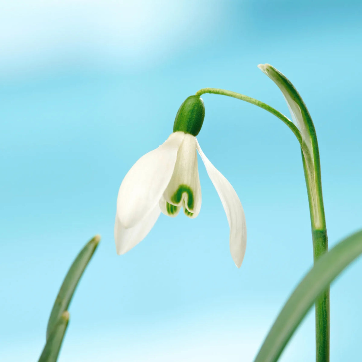 Snowdrop