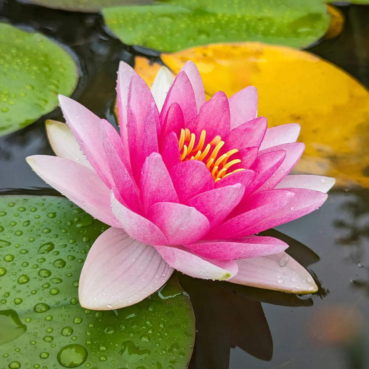 Water Lily