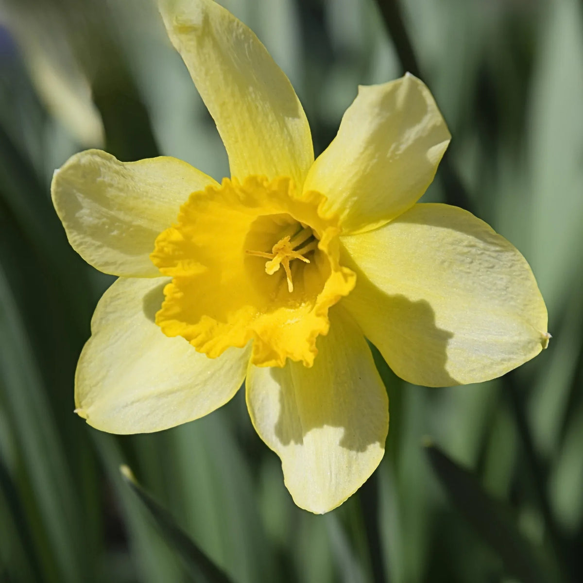 Daffodil