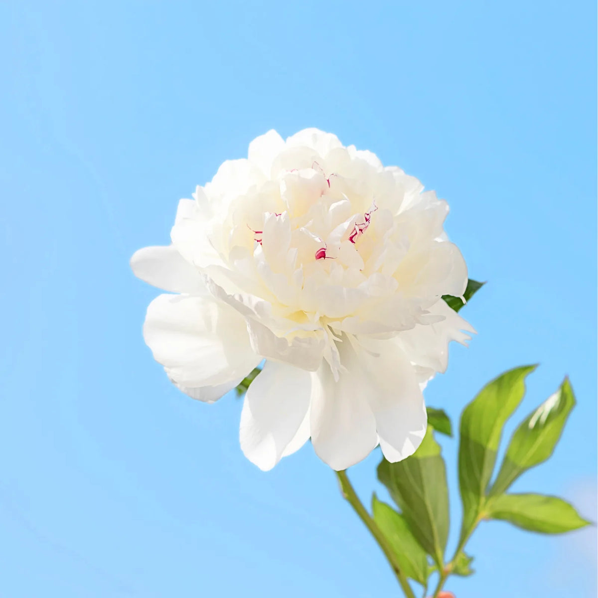 Peony