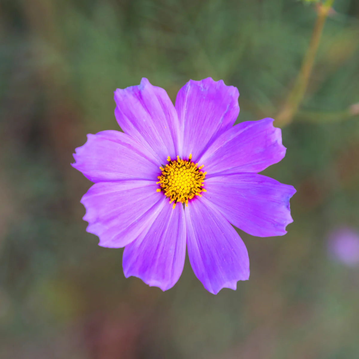 Cosmos