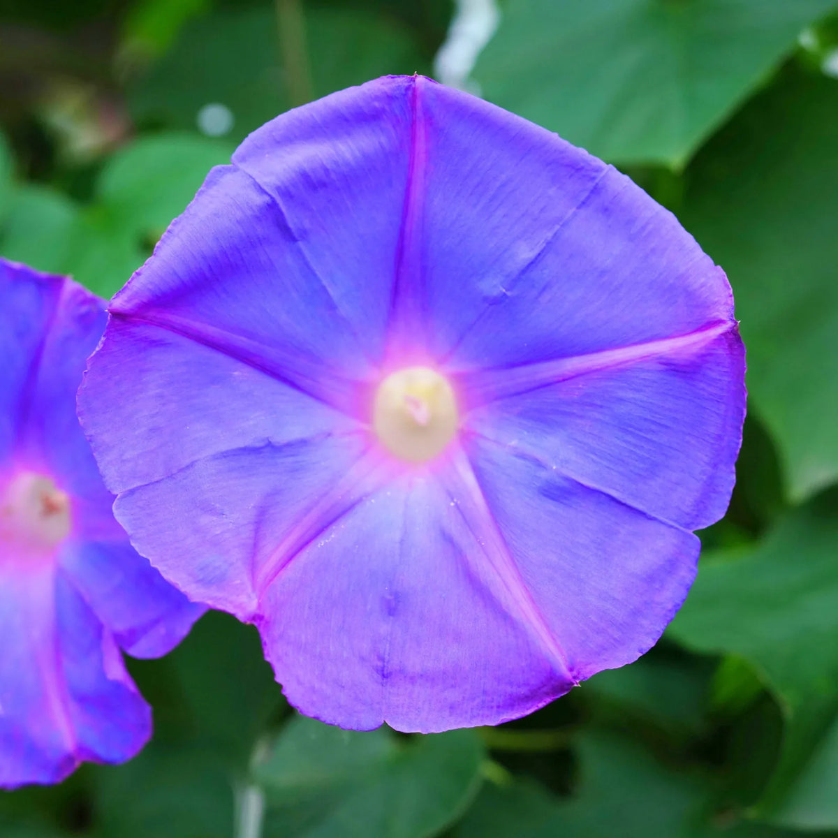 Morning Glory